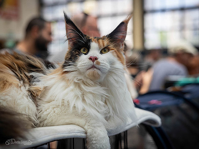 Международная выставка кошек в Израиле. Фоторепортаж