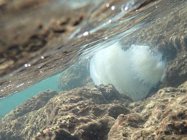 Ситуация на пляжах Средиземного моря: медуз больше от Нетании и северней