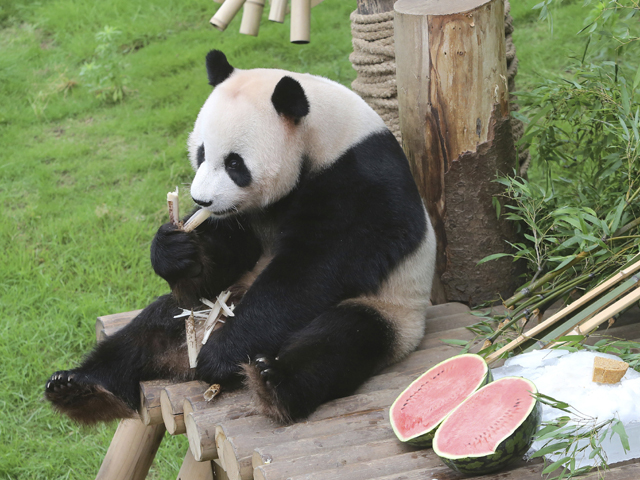 Visitors in China banned for life from offending pandas at their home center