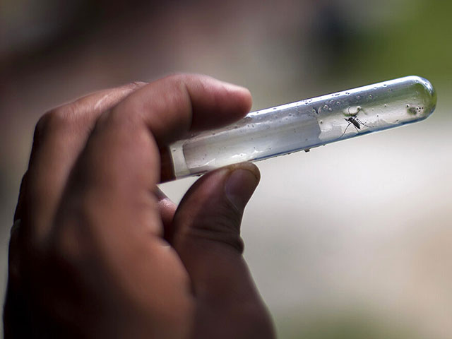 Зараженные западно-нильской лихорадкой комары обнаружены в районе аэропорта Бен-Гурион