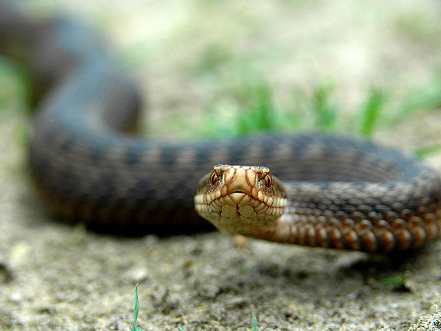 More than 60 Israelis have fallen victim to snakes since the beginning of April.
