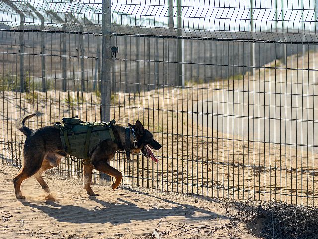 Палестинцы похитили собаку подразделения "Окец", чтобы организовать навет на ЦАХАЛ