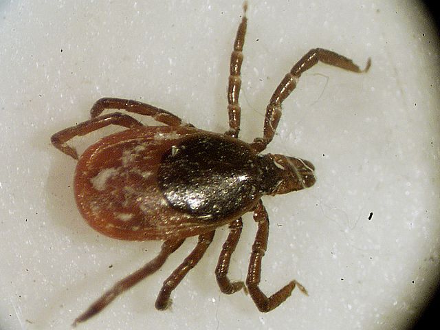53-Year-Old Man Dies of Tick-Borne Typhus: He Thought It Was COVID