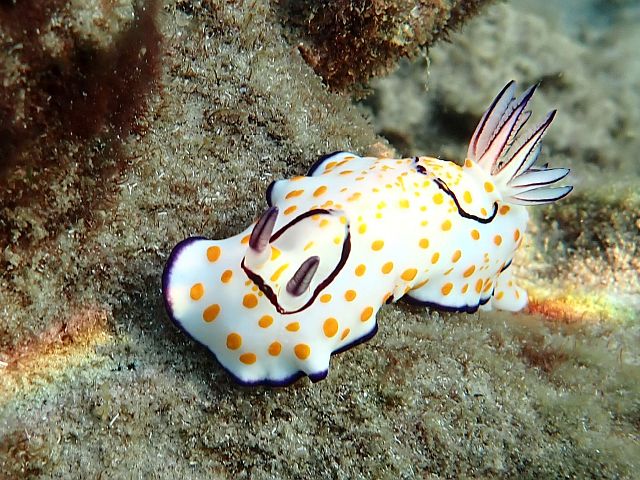 Голожаберный моллюск Goniobranchus annulatus