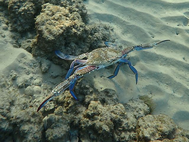 Голубой краб-плавунец, самец (Callinectes sapidus)