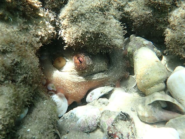 Осьминог (Octopus vulgaris)