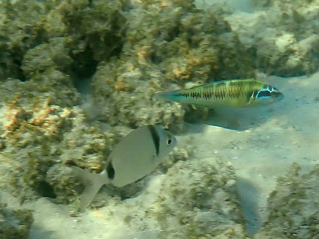 Морской карась, сарг (Diplodus sargus) и павлиний губан (Thalassoma lunare)