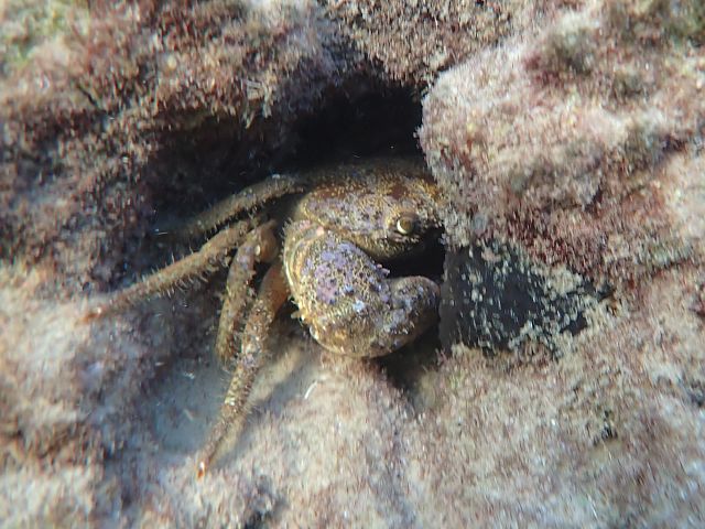 Каменный краб (Eriphia verrucosa)