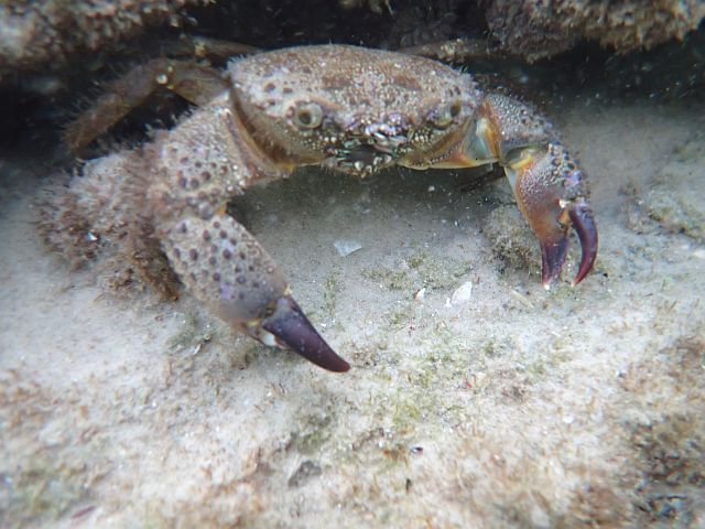 Каменный краб (Eriphia verrucosa)