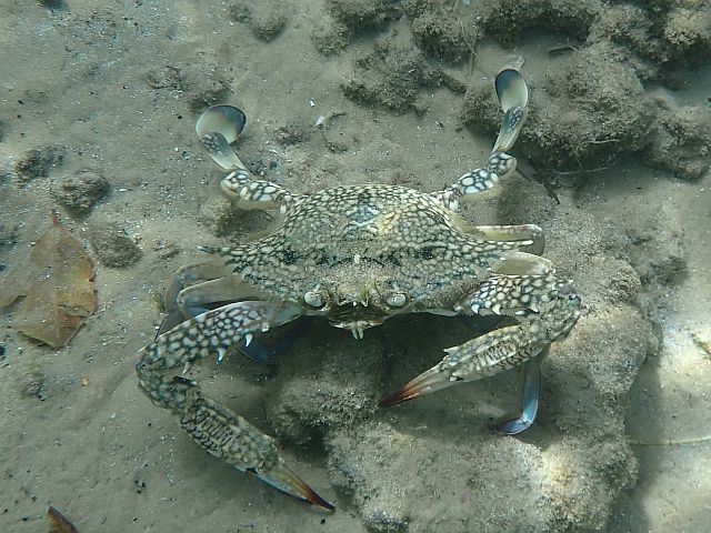 Голубой краб-плавунец, самка (Callinectes sapidus)