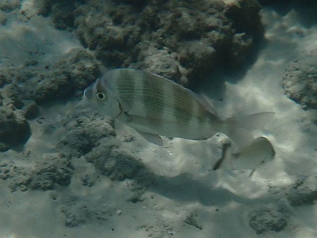 Карась-барабан или зубастый карась, или зубастый сарг (Diplodus cervinus)