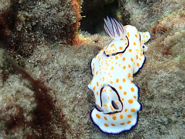 Голожаберный моллюск Goniobranchus annulatus