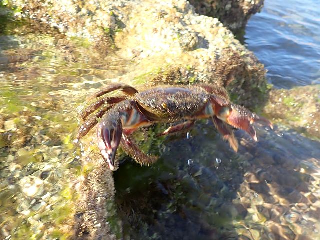 Каменный краб (Eriphia verrucosa)