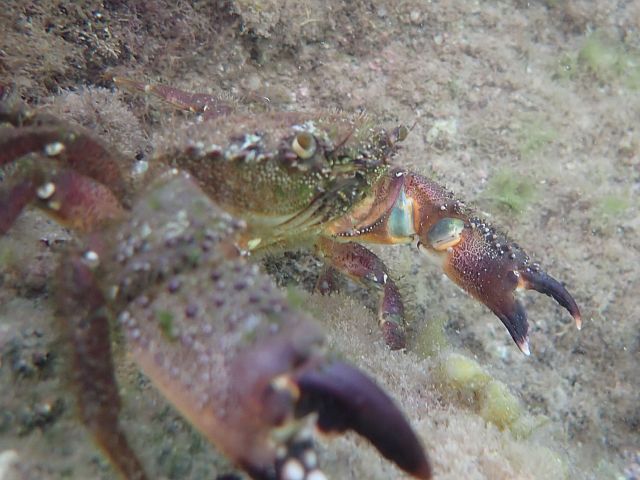 Каменный краб (Eriphia verrucosa)