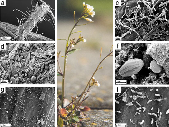 Колонии различных бактерий у корневой системы кресс-салата Таля (Arabidopsis thaliana)