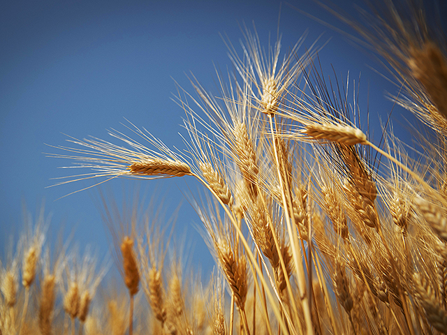 Wheat in the desert: Agriculture Ministry to invest NIS 500 million to reduce Israel’s dependence on grain imports