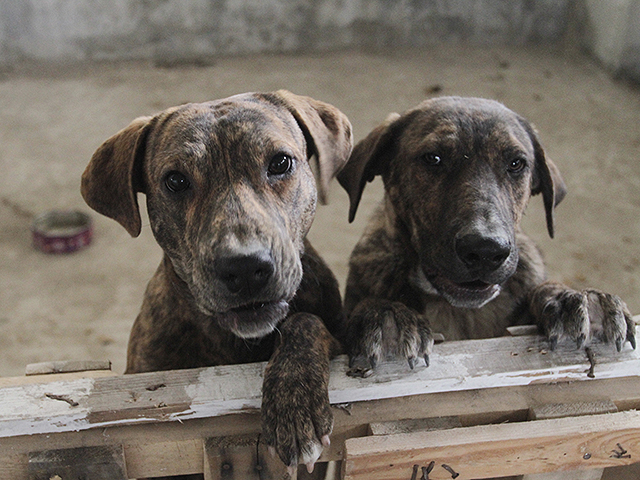 Israel | Anyone who abandons their dogs in the forest will pay a fine of 25 thousand shekels