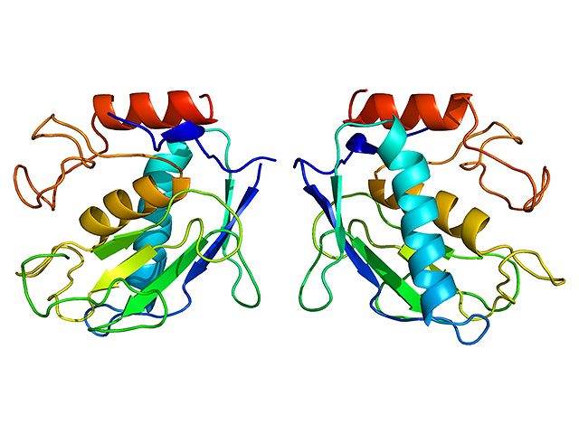 Фермент MMP7 