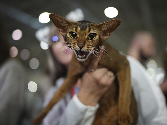 В Риме прошел конкурс красоты среди кошек. Фоторепортаж