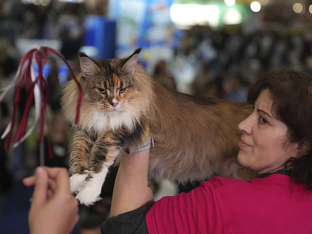 В Риме прошел конкурс красоты среди кошек. Фоторепортаж