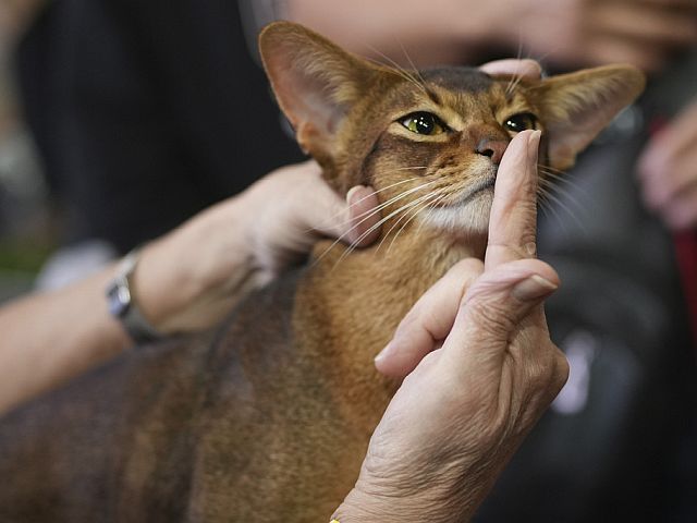 В Риме прошел конкурс красоты среди кошек. Фоторепортаж