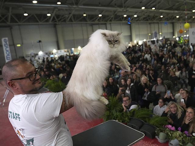 В Риме прошел конкурс красоты среди кошек. Фоторепортаж