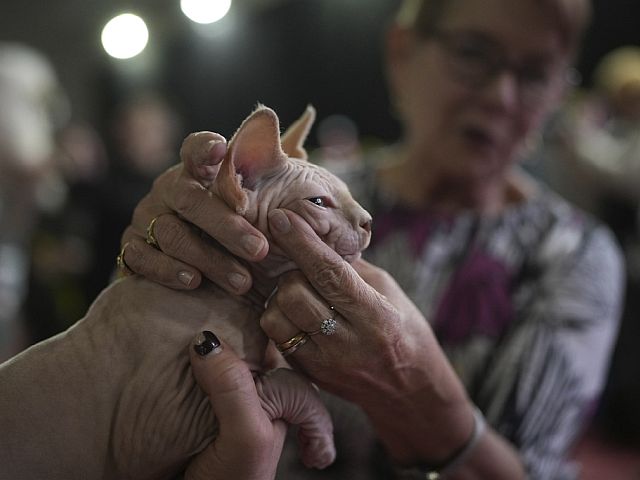 В Риме прошел конкурс красоты среди кошек. Фоторепортаж