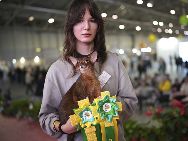 В Риме прошел конкурс красоты среди кошек. Фоторепортаж