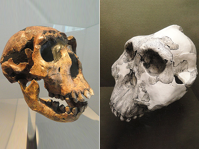 Череп Homo erctus слева, Paranthropus boisei - справа