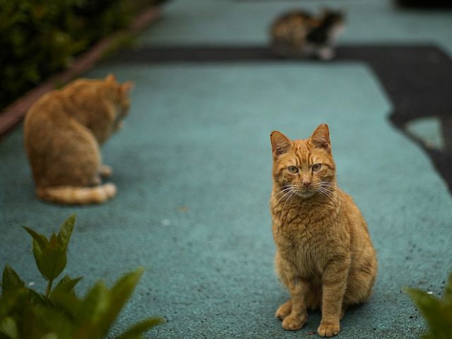 После долгих исследований ученые выявили ген, который отвечает за рыжую окраску кошек