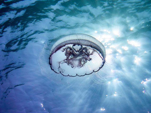 Голубая аурелия вернулась в воды Эйлатского залива
