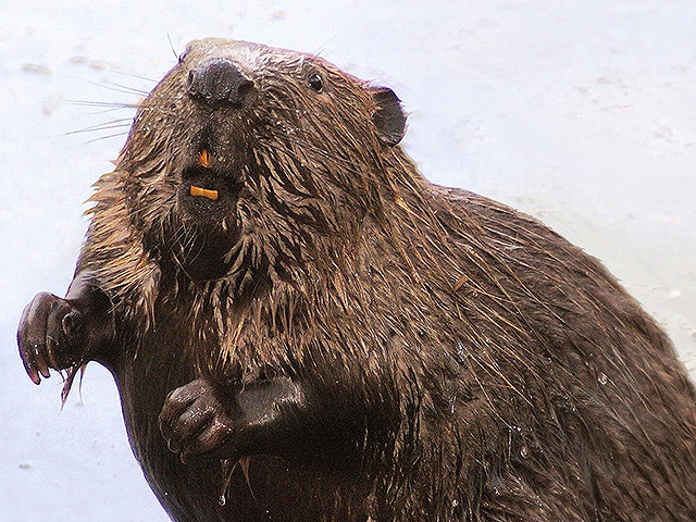 Beavers in the Czech Republic built a dam faster than officials