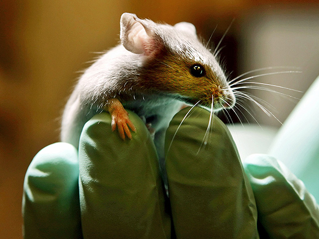 The drug that has successfully removed the hernia from mice without surgery can also be effective for people