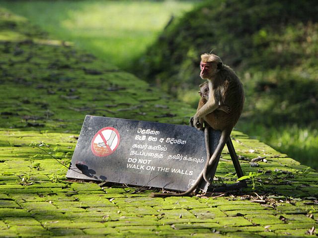 One monkey “turned off” electricity throughout Sri Lanka