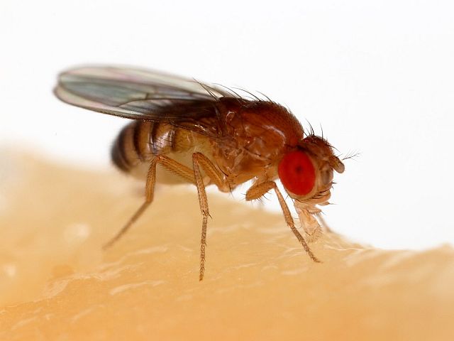 Плодовая мушка (Drosophila melanogaster) 