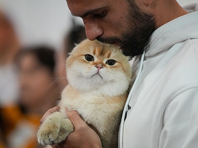 Кошки отличают запах хозяина от запаха незнакомца. Новое исследование