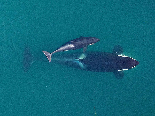 Косатки используют водоросли для массажа друг друга