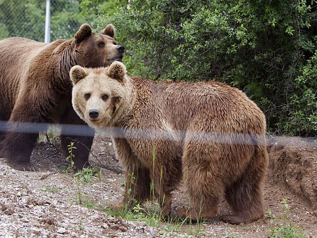 В Румынии медведь убил мотоциклиста