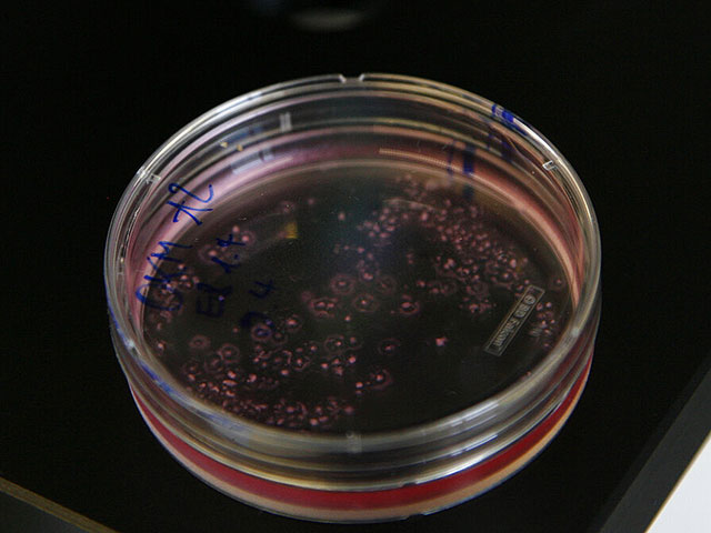 Искусственные клетки могут точно измерять время, используя циркадные ритмы