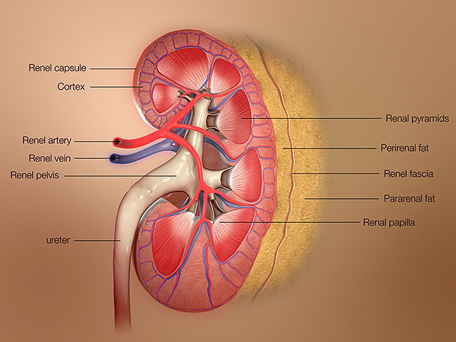 Израильские ученые впервые вырастили почку человека из стволовых клеток