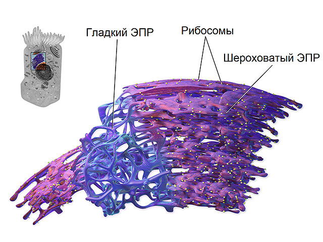 Клетки организма меняют форму, чтобы справиться с ранами