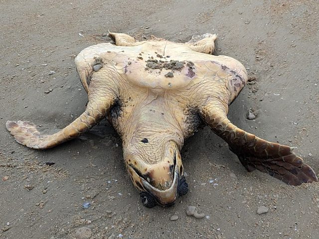 Такой Карсо была найдена на пляже