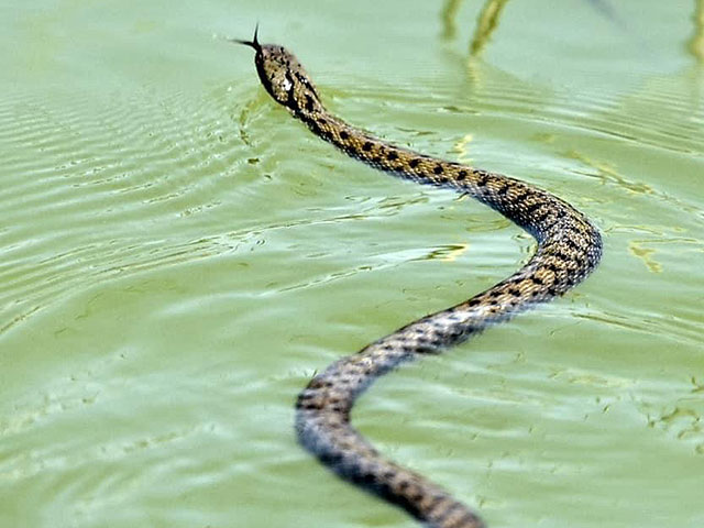 Клетчатая водяная змея