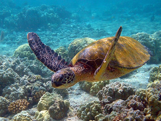Зеленым морским черепахам больше не грозит вымирание