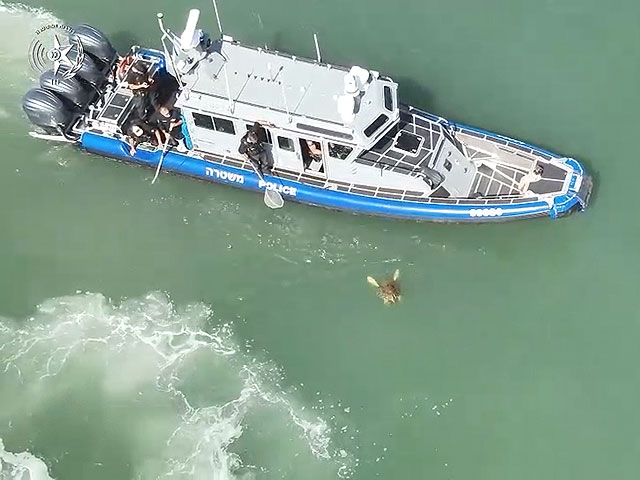 Полиция Тель-Авива опубликовала видео спасения раненой морской черепахи