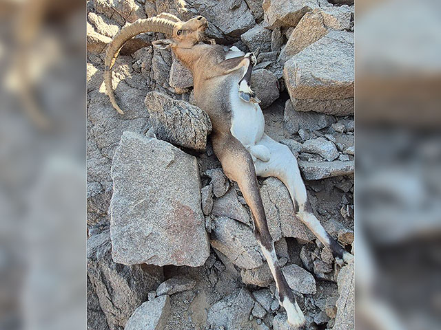 В Эйлатских скалах спасли нубийского горного козла, сломавшего ногу
