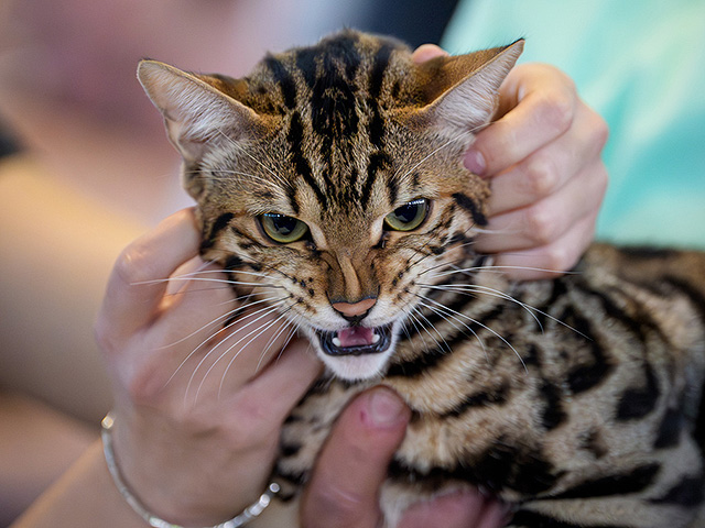 FIFe World Show 2025: крупнейшая выставка кошек в мире. Фоторепортаж