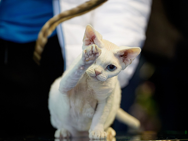 FIFe World Show 2025: крупнейшая выставка кошек в мире. Фоторепортаж