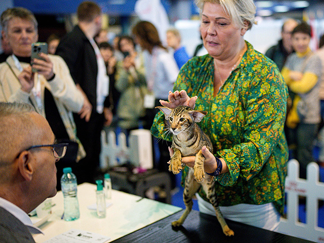 FIFe World Show 2025: крупнейшая выставка кошек в мире. Фоторепортаж