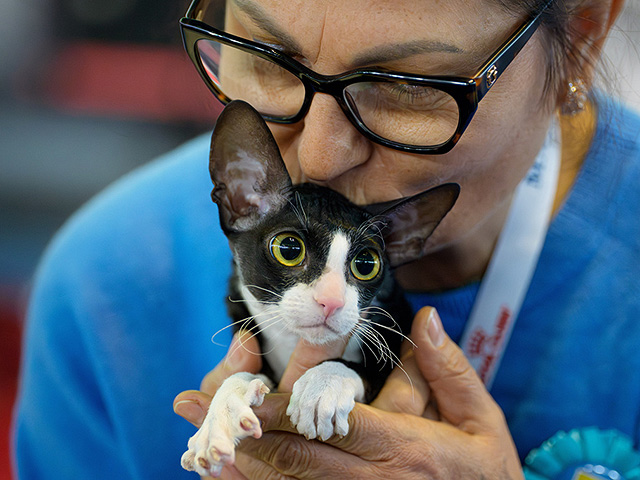 FIFe World Show 2025: крупнейшая выставка кошек в мире. Фоторепортаж